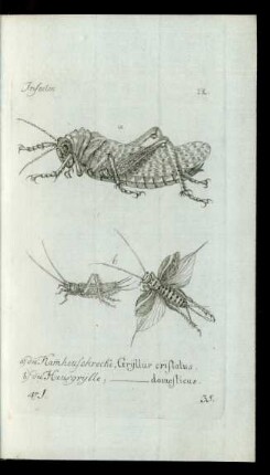35. a) die Kam̅heuschrecke, Gryllus cristatus. b) die Hausgrylle,[Gryllus] domesticus.
