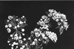 Birnbaum, Blütenzweig - Pyrus sativa