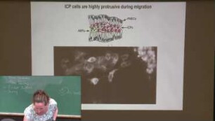 Identifying the mechanisms and mechanics underlying collective migration of heterogeneous groups of cells