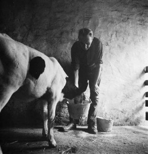 Wessin - ein Dorf in Mecklenburg. Bauer mit Kalb