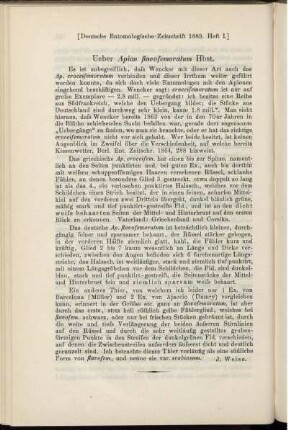 Ueber Apion flavofemoratum Hbst.