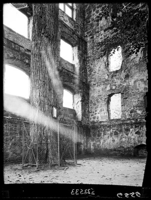 Hirsau: Uhlandulme in der Ruine
