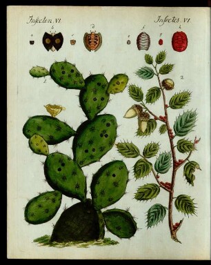 Kostbare Insecten.
