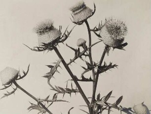 Distel