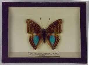 Chlorippe cyane Latr. Peru