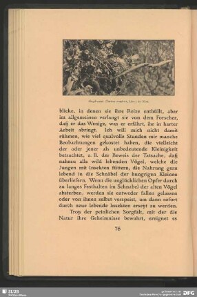 Singdrossel, Turdus musicus, Linn., im Nest