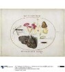 Schmetterlinge u. a. Insekten bei einer Nelke, Blatt XXXV (gestochene Folge I, 5 und II 5)
