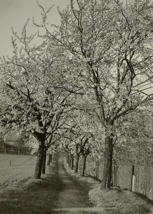 Blühende Kirschbäume bei Freital. Weg zu Zechels Höhe