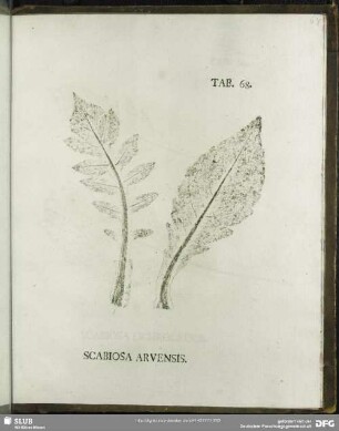 Tab. 68. Scabiosa Arvensis. ( Ackerskabiose)