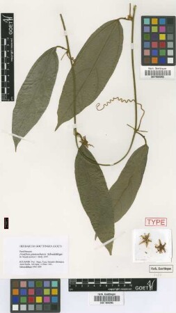 Passiflora jatunsachensis Schwedtf. [isotype]