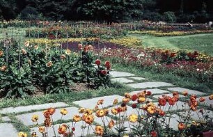 Dresden. Großer Garten. Dahliengarten