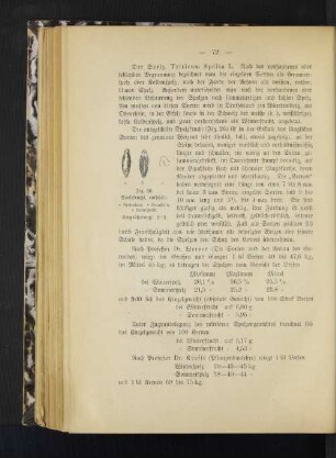 Der Spelz, Tríticum Spélta L.