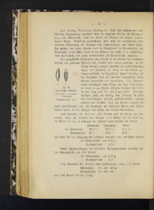 Der Spelz, Tríticum Spélta L.