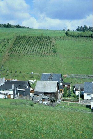 Steinacher Straße, dahinter steiler Berg mit Aufforstungsfläche