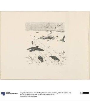 Krähen. aus der Mappe Vom Fressen der Tiere
