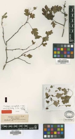 Crataegus microphylla C.Koch [isotype]