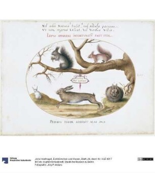 Eichhörnchen und Hasen, Blatt LIIII