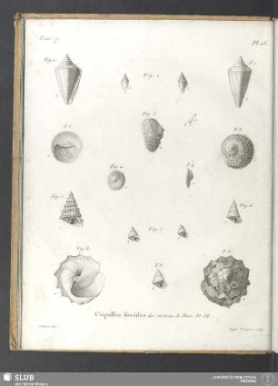 Coquilles fossiles des environs de Paris. Pl. VII
