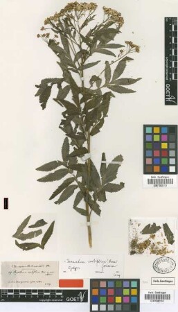 Pyrethrum sorbifolium Boiss. [type]