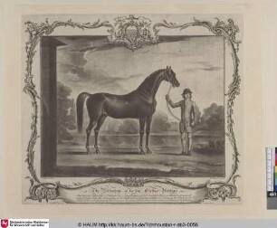 The Portraiture of the fine Chestnut Arabian