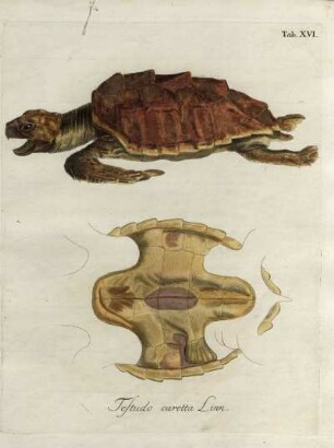 Tab. XVI. Testudo caretta Linn.