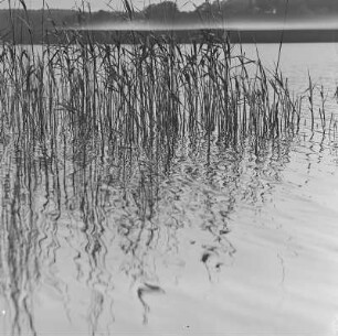 Schilf im Wasser