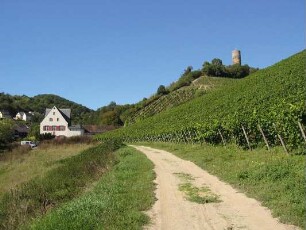 Gräfenberg (Weinberg); Kiedrich, Gräfenberg, Unterer Gräfenbergsweg, Rechts am Dietenberg, Bornwiespfad, Bornwiese