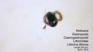 Littorina littorea Sylt 2016