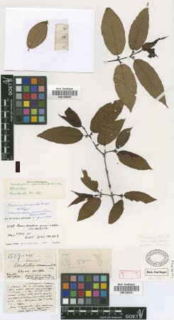 Auerodendron acuminatum (Griseb.) Urb. [holotype]