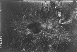 Erlegter Löwe : Ein von Herzog Adolf Friedrich erlegter Löwe (Panthera leo massaicus). Dahinter mehrere deutsche Kolonialsoldaten