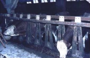 Fotografie: Fütterung, Futtervorlage, Fressbereich, Fressgitter, Bullenmast