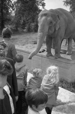 Elefanten im Karlsruher Zoo