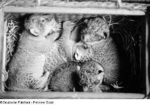 Leopardenbabys in einem Korb
