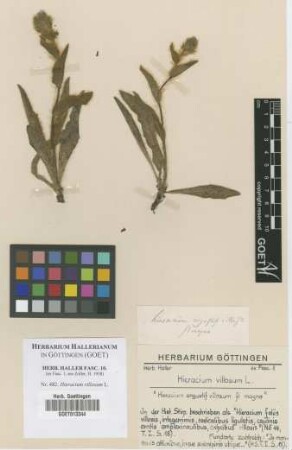 Hieracium villosum L.