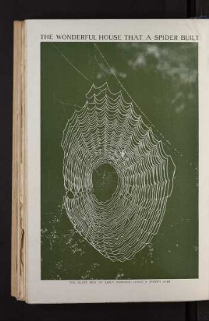 Tafel: The wonderful house that a spider built