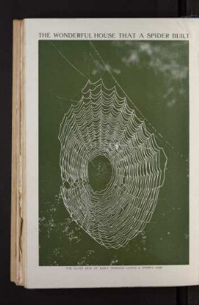 Tafel: The wonderful house that a spider built
