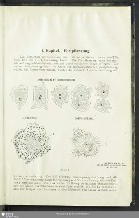 1. Kapitel. Fortpflanzung