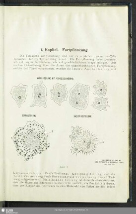 1. Kapitel. Fortpflanzung