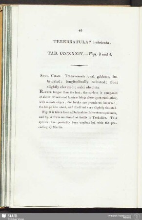 Terebratula? imbricata. Tab. CCCXXXIV. - Figs. 3 and 4
