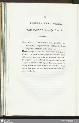 Terebratula? imbricata. Tab. CCCXXXIV. - Figs. 3 and 4