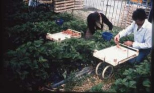 Fotografie: Erntetechnik, Erdbeeren, Obstbau