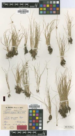 Cyperus ugogensis Peter & Kük. [type]