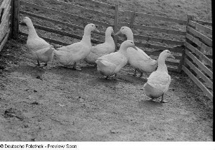 Enten in einem Gehege