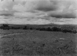 Savanne : Büsche und Gräser in der Savanne Tansanias