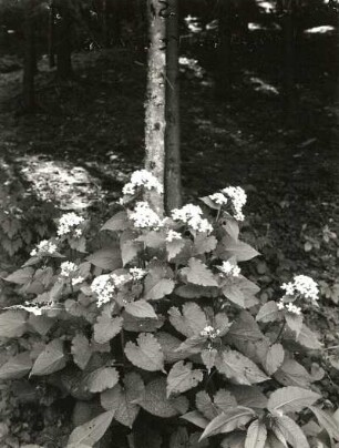 Ausdauerndes Silberblatt (Lunaria rediviva). Blühender Bestand, Schattenstandort im Fichtenhangwald