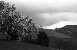 Glotterbad: Blühende Baumgruppe am Weg zum Sanatorium; dunkle Wolken