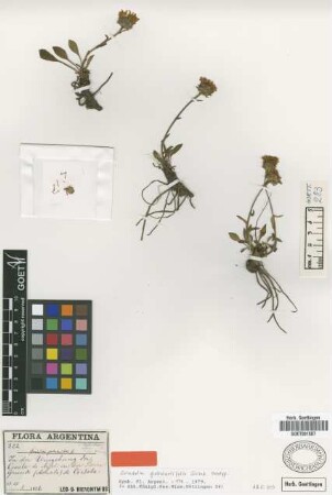 Grindelia globularifolia Griseb. [holotype]