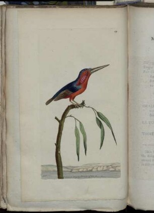 The Minute Kingfisher.