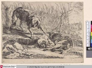 [Zwei Hunde vor Schilf; Two Dogs in front of Reed]