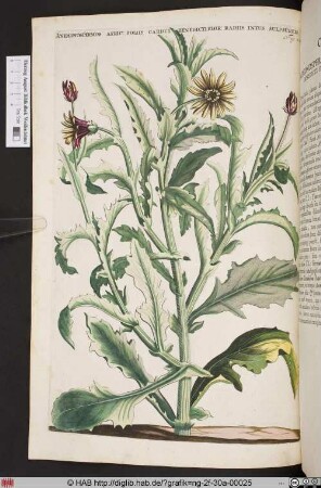 ANEMONOSPERMOS AFRIC: FOLIIS CARDUI BENEDICTI.